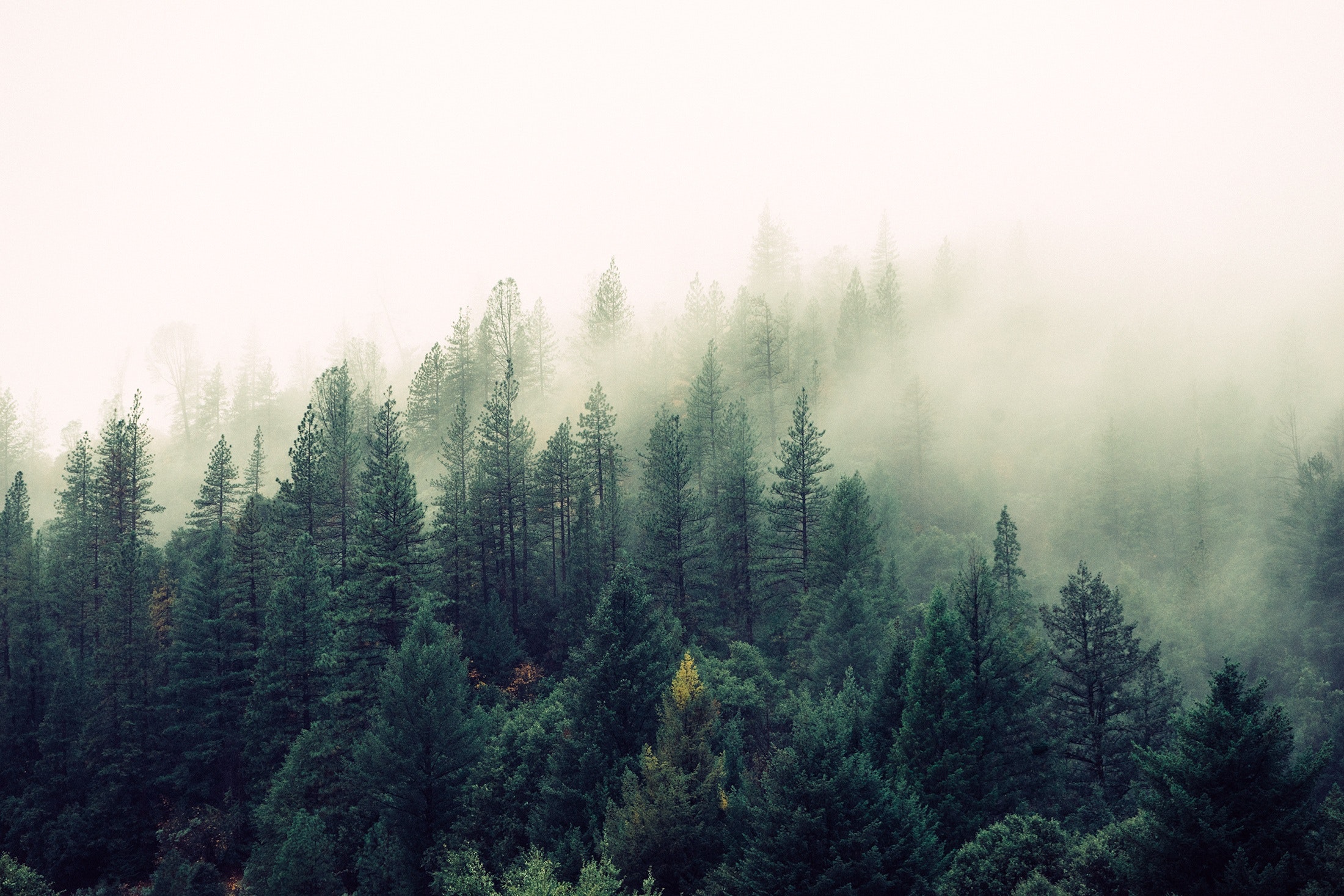 fog-foggy-forest-4827 fog-foggy-forest-4827